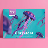 Chrysaora Hysoscella