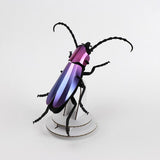 Rosalia Beetle