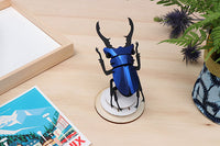 Stag Beetle Small