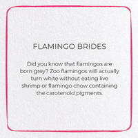 Flamingo Brides