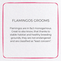 Flamingo Grooms
